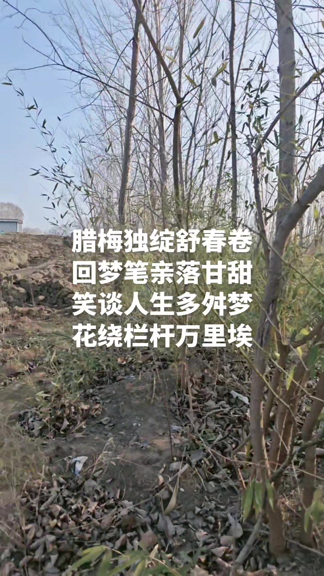 腊梅独绽舒春卷回梦笔亲落甘甜笑谈人生多舛